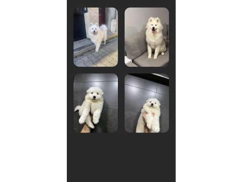 Safkan samoyed