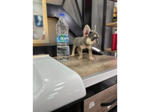 French bulldog