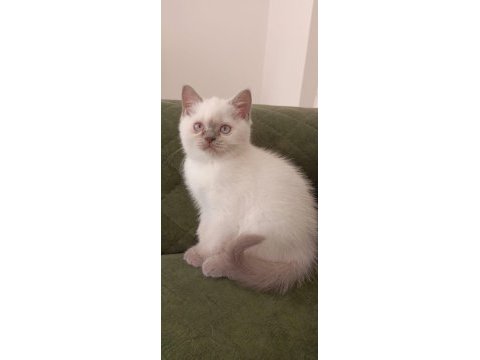 British shorthair bluepoint 2 aylık yavrular