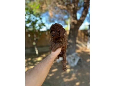 Irk ve sağlık garantili poodle yavrular