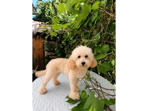 7 aylık dişi toy poodle
