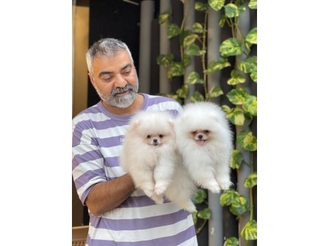 Orjinal pomeranian boo