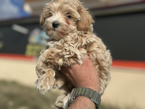 Petmode köpek çiftliğinden kore maltipoo