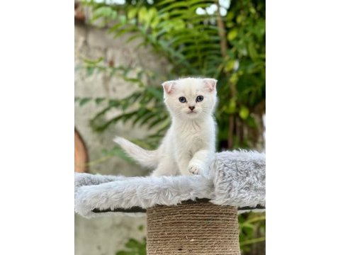 Scottish fold bebekler