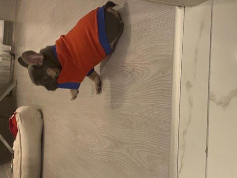2 aylık french bulldog tri colour çiş eğitimli