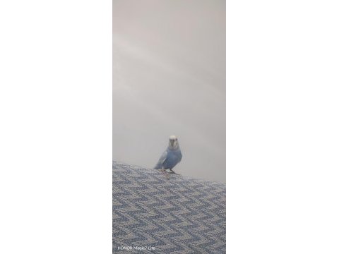 6 aylık erkek ful evcil muhabbet kuşu