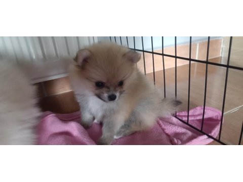 Evinizin küçük sevimli pomeranian arkadaşlarınız olacak