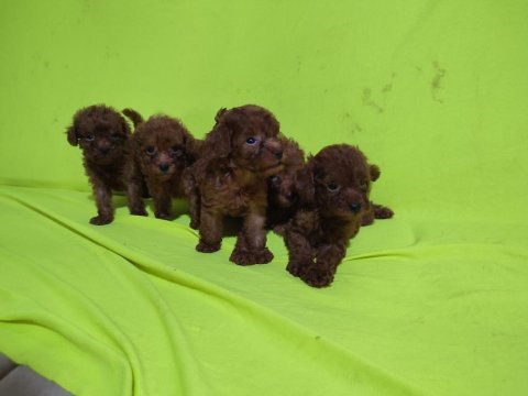 Toy poodle yavrular kaçırma