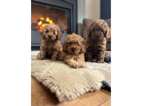 Toy poodle orjinal ırk garantili