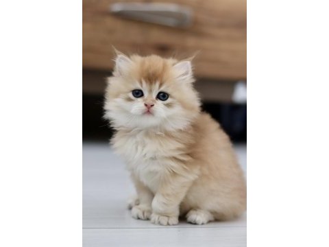 Safkan cana yakın sosyal british longhair bebekler