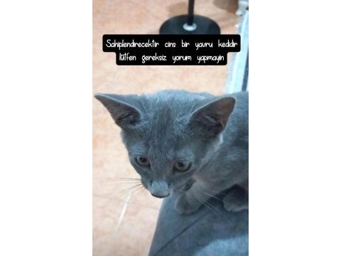 Çok güzel kedim