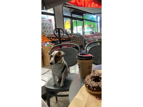 1.5 yaşında jack russell