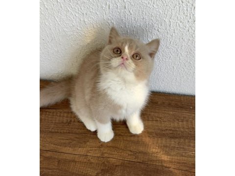 British shorthair fawn bicolor