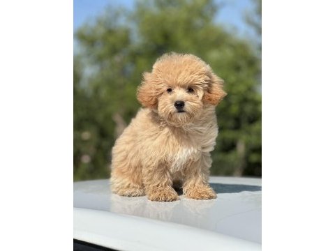 Maltipoo orjinal bebekler