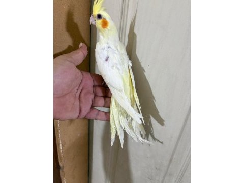 56 günlük kusursuz lutino sultan bebek