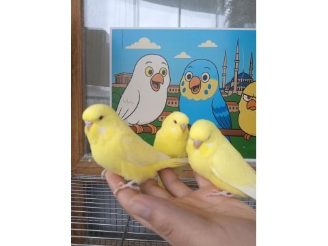 Rengarenk muhabbet kuşu yavrular