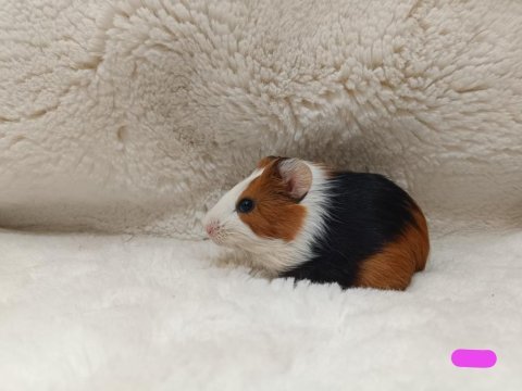 Sevimli guinea pig yavruları