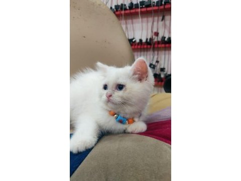 British shorthair minnak erkekler