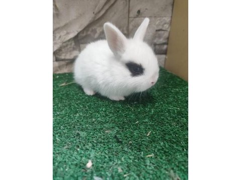 Orjinal cüce tavşan yavrusu istanbul / gönderim mevcuttur