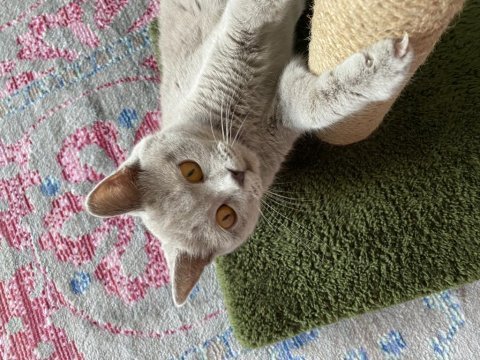 1 yaşında ponçik british shorthair