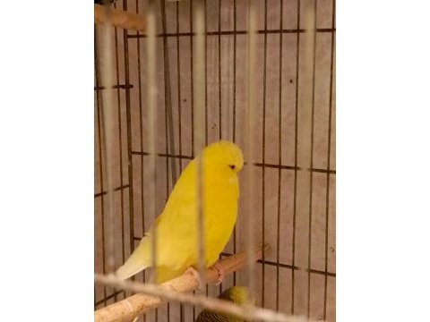 Show jumbo muhabbet kuşları