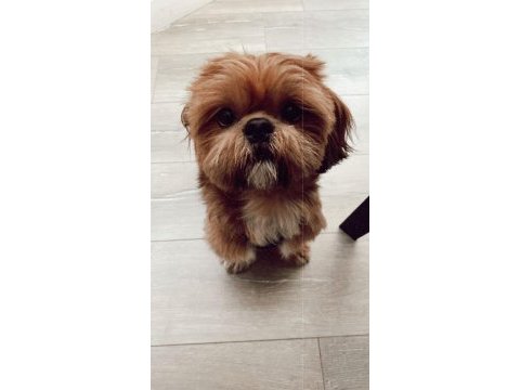 Nadir bulunan orjinal erkeğimize dişi shih tzu