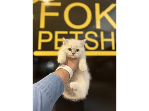 British shorthair iki aylık