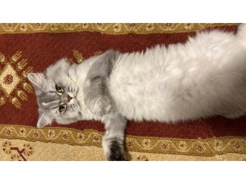 British longhair kedimiz