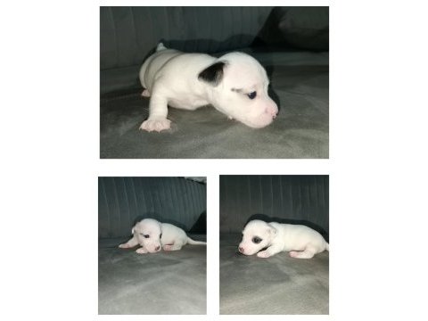 Kısa bacak jack russell yavrular izmir kemalpaşa