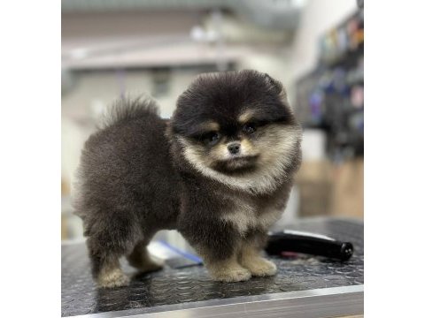Pomeranian boo 2-3 aylık köpeğimiz