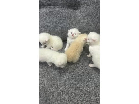 Anne baba şecereli british shorthair yavrular