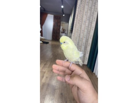Konuşan muhabbet kuşu insan canlısı