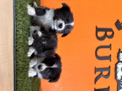 En güzel haliyle border collie