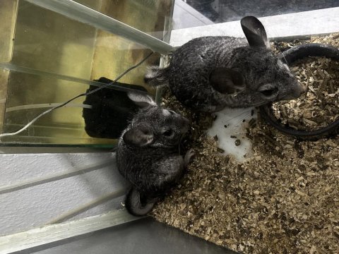 Cinchilla erkek dişi çift