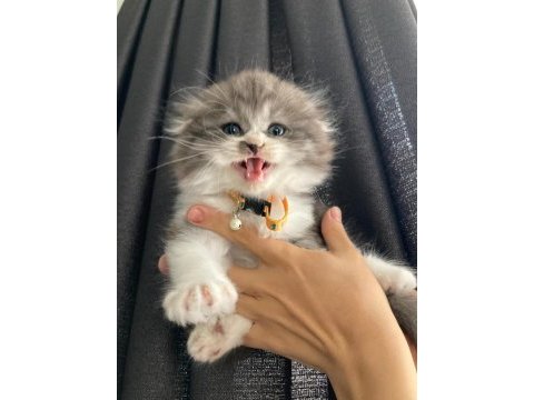 British longhair 50 günlük