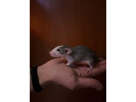 Ele alışkın rat yavruları