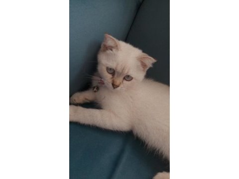 Scottish fold 3 aylık