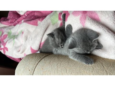 British shorthair 3 tane mevcut arayıp bilgi alabilirsiniz