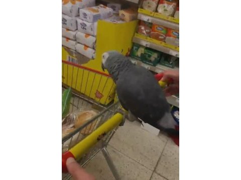 Ömür boyu bir dost jako papağanı