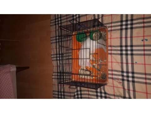 Hollanda lop tavşanı beyaz