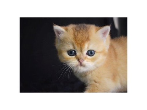 Ny12 golden british shorthair yavrular