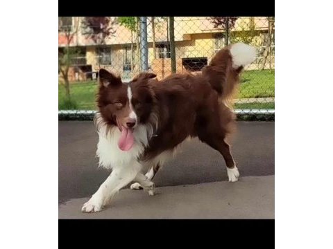 Safkan bebek surat border collie yavrularımız