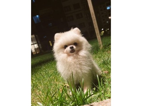 Pomeranian 4 yaşında