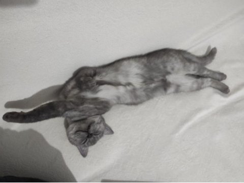 British shorthair duman uyguna sahiplendirilecek