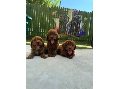 Kalite ve sağlığın ön planda olduğu toy poodle bebekler