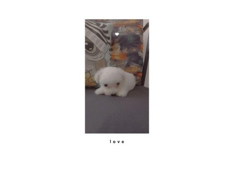 Yavru maltese terrier
