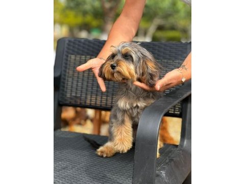 Maltipoo yavrularımız