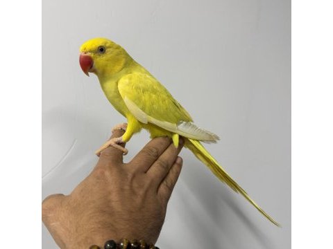 Sarı mutasyon yavru pakistan