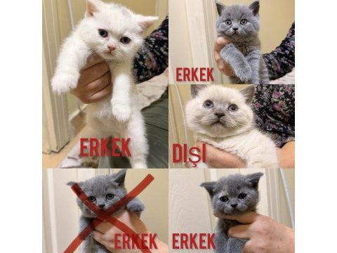1.5 aylık british bebeklerimiz