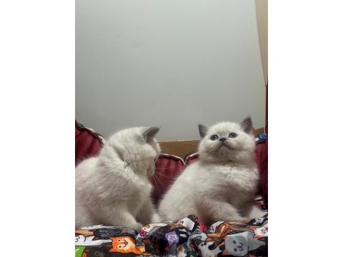 Blue point british shorthair